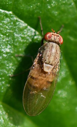 Minettia sp.